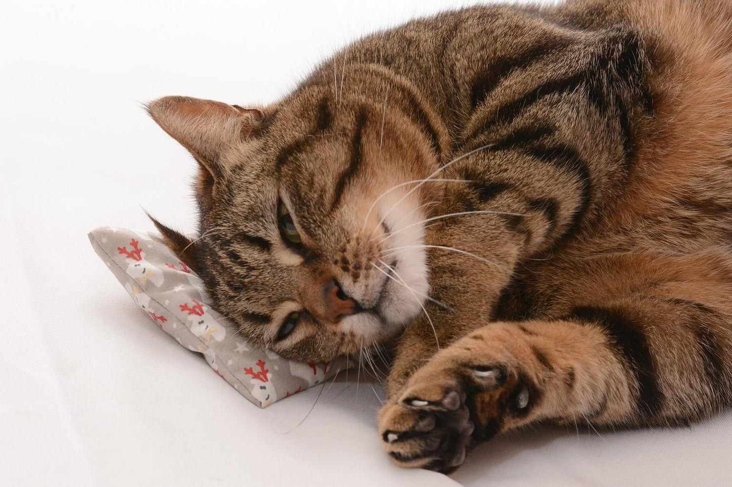 Baldrijanova blazinica božična kapica škorenjček